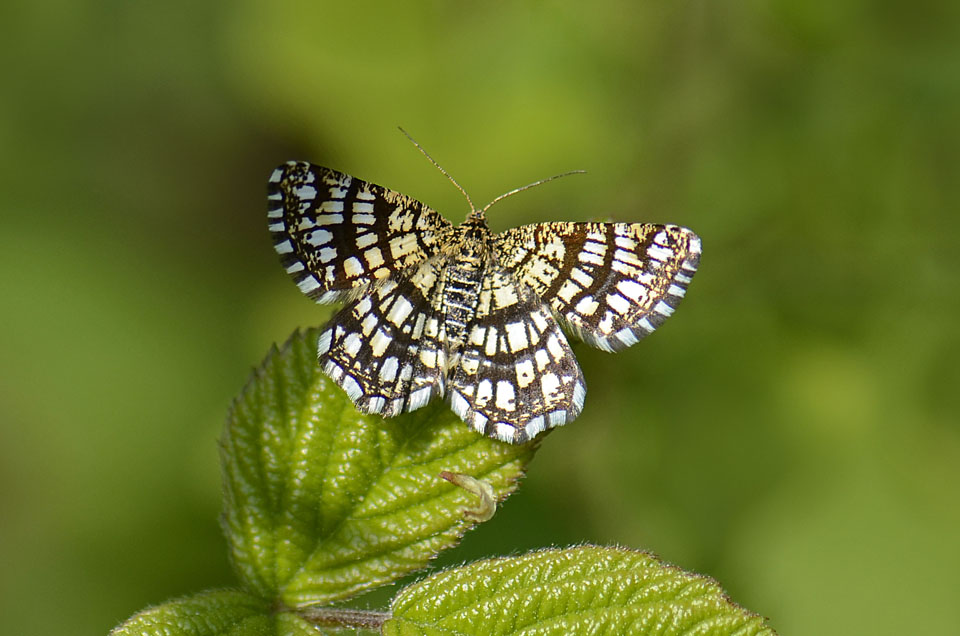 Chiasmia clathrata, dorata